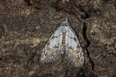 <i>Nola confusalis</i>