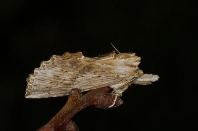 <i>Pterostoma palpina</i>