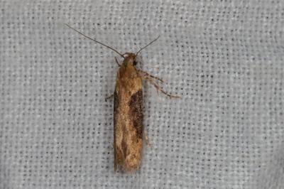 <i>Scrobipalpa costella</i>