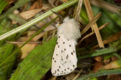 <i>Spilosoma lubricipeda</i>