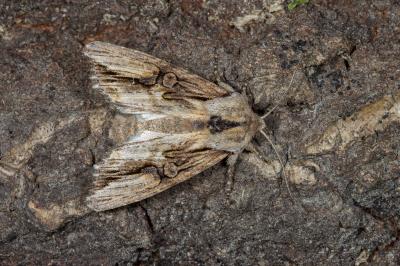 <i>Egira conspicillaris</i>