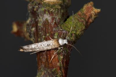 <i>Pseudoswammerdamia combinella</i>