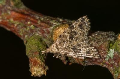 <i>Alucita hexadactyla</i>