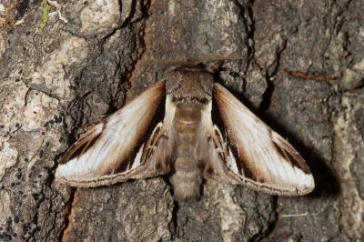 <i>Pheosia gnoma</i>