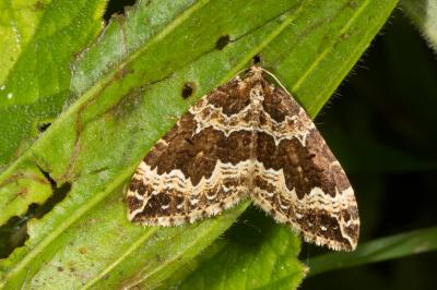 <i>Lampropteryx suffumata</i>