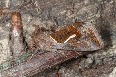 <i>Macdunnoughia confusa</i>