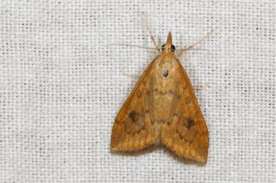 <i>Udea ferrugalis</i>