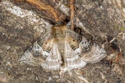 <i>Tethea ocularis</i>