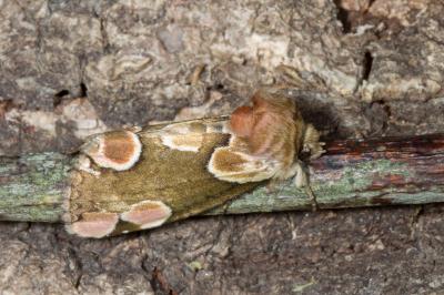 <i>Thyatira batis</i>