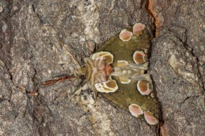 <i>Thyatira batis</i>
