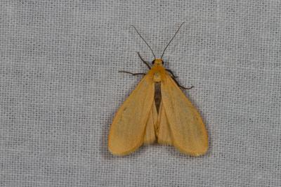 <i>Wittia sororcula</i>