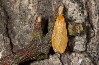 <i>Wittia sororcula</i>