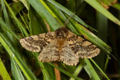 <i>Lycia hirtaria</i>