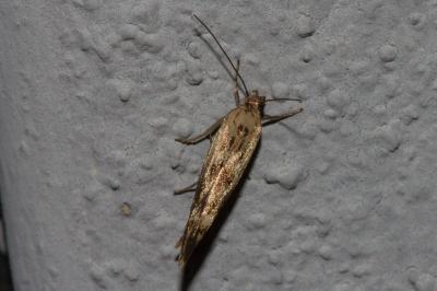 <i>Scythris limbella</i>