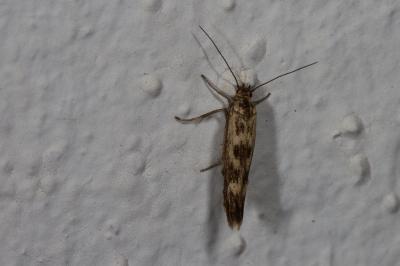 <i>Scythris limbella</i>