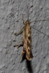 <i>Scythris limbella</i>