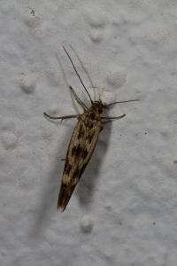 <i>Scythris limbella</i>