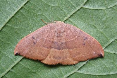 <i>Watsonalla binaria/uncinula</i>
