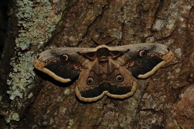 <i>Saturnia pyri</i>