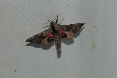<i>Smerinthus ocellatus</i>
