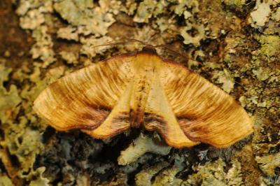 <i>Plagodis dolabraria</i>