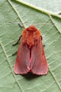 <i>Phragmatobia fuliginosa</i>