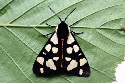 Arctia villica