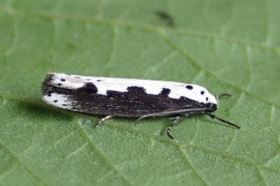 <i>Ethmia bipunctella</i>