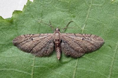 <i>Eupithecia innotata</i>