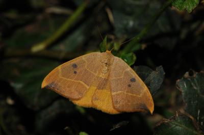 <i>Watsonalla binaria</i>