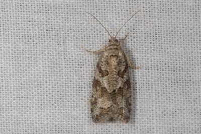 <i>Cnephasia</i>