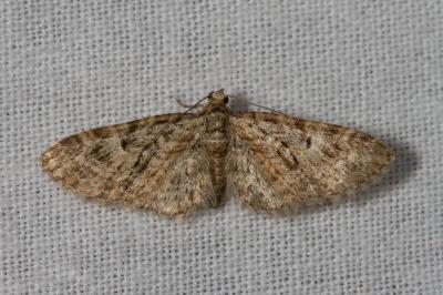 <i>Eupithecia abbreviata</i>