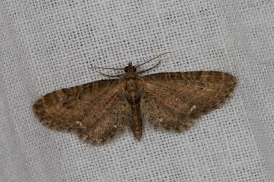 <i>Eupithecia vulgata</i>