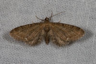<i>Eupithecia vulgata</i>