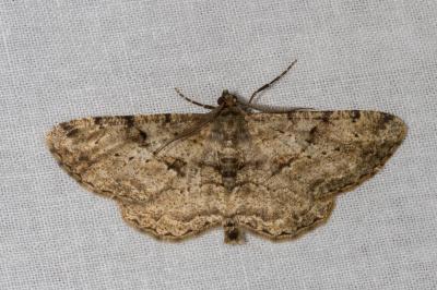 <i>Peribatodes rhomboidaria</i>