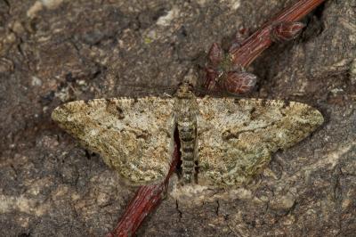 <i>Peribatodes rhomboidaria</i>