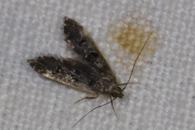 Dichomeris alacella