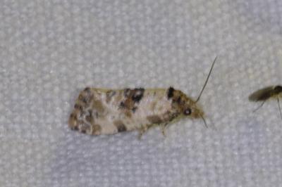 <i>Cochylis molliculana</i>