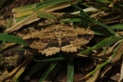 <i>Menophra abruptaria</i>