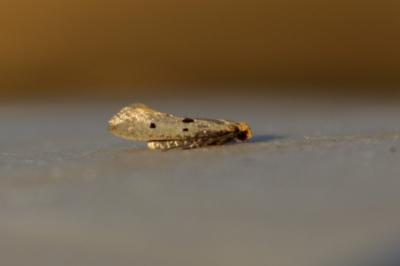 <i>Tinea trinotella</i>