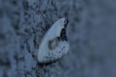 <i>Cilix glaucata</i>