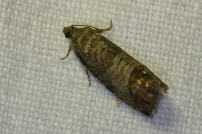 <i>Cydia pomonella</i>