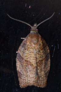 <i>Pandemis heparana</i>