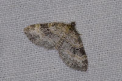<i>Pterapherapteryx sexalata</i>