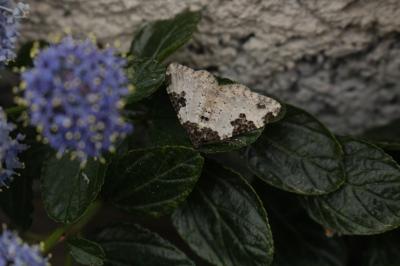<i>Xanthorhoe fluctuata</i>