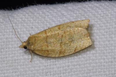 <i>Pandemis cerasana</i>