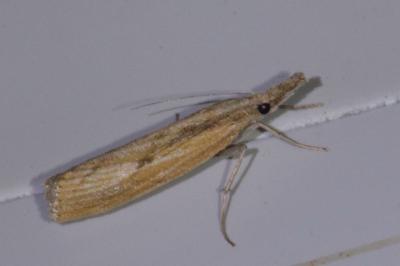 <i>Agriphila inquinatella</i>