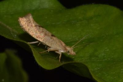 <i>Ypsolopha alpella</i>