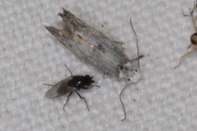 <i>Paraswammerdamia albicapitella</i>