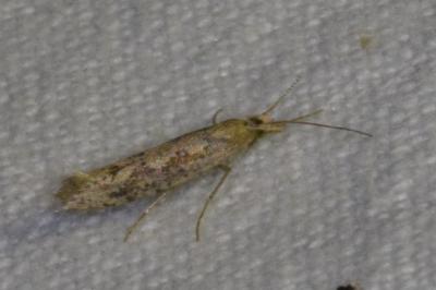 <i>Ypsolopha ustella</i>